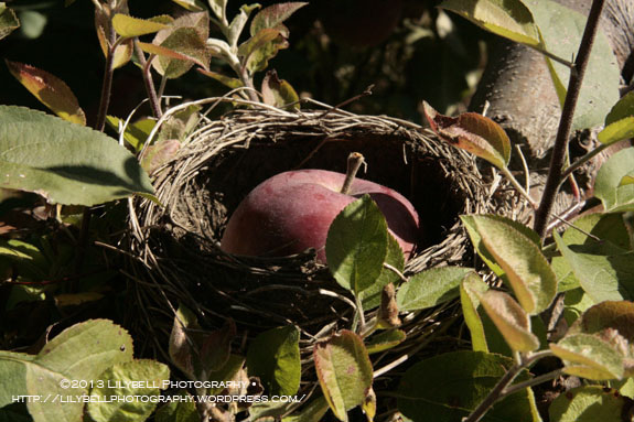 nesting_apple_w